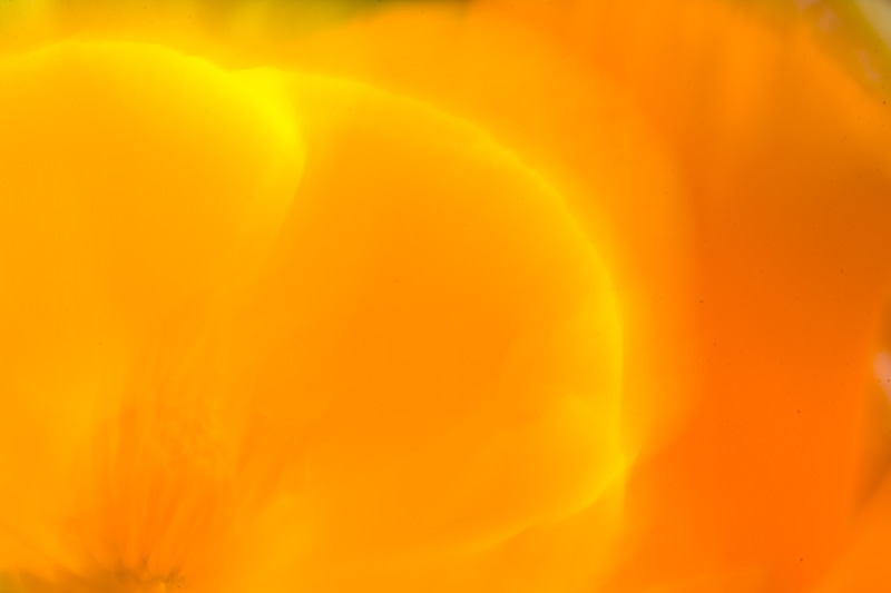 California Poppy